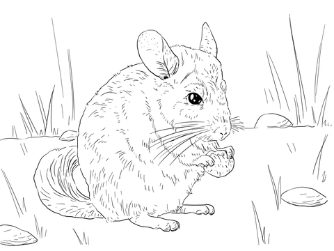 Long Tailed Chinchilla Coloring Page